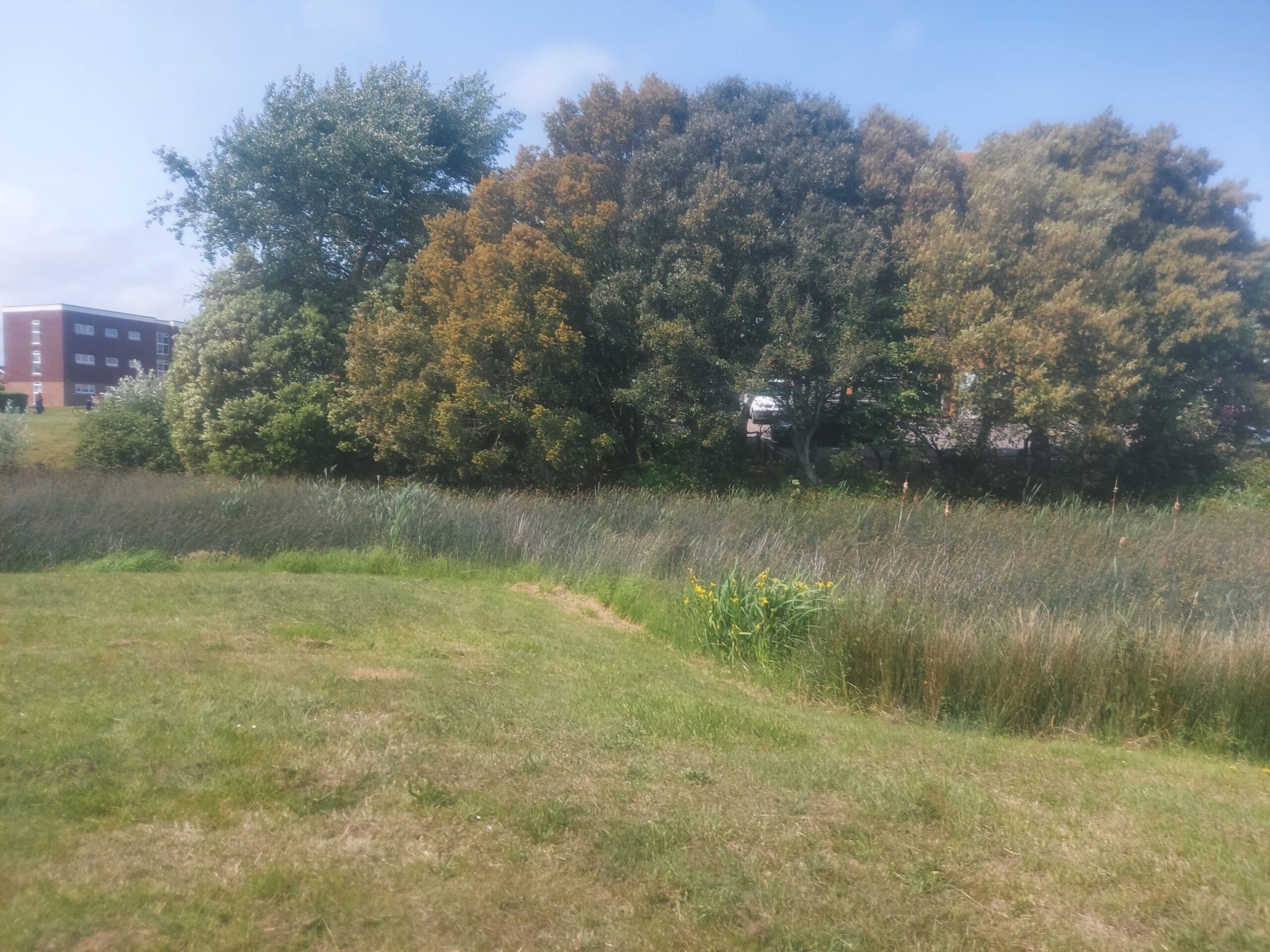 Lake Drive Pond, Peacehaven