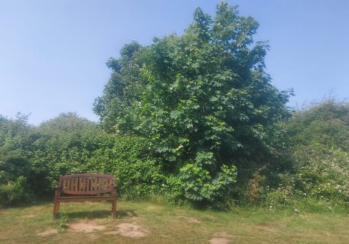 Meridian Line Meander