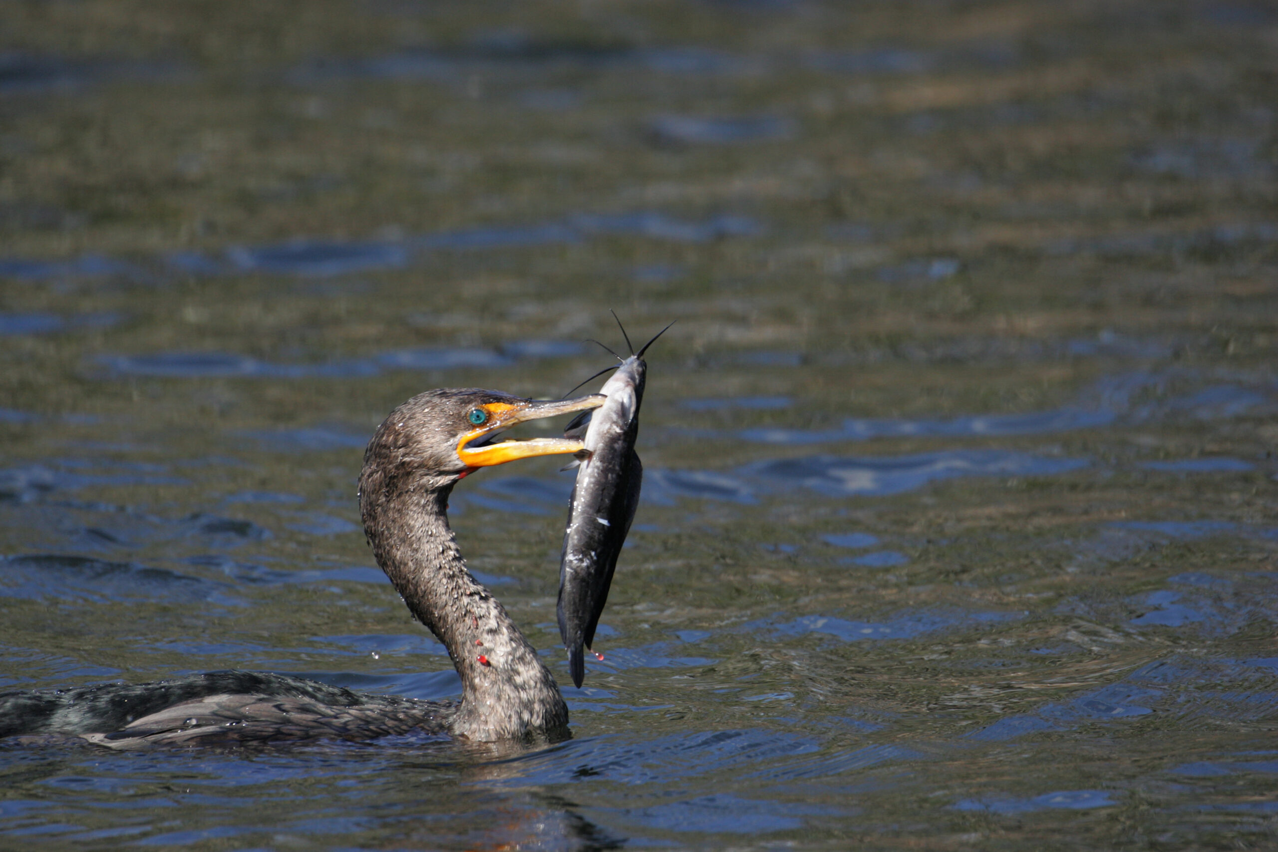 Cormorant