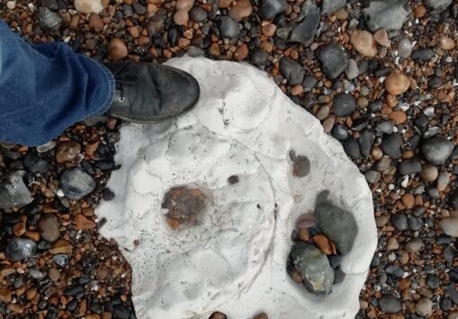 Peacehaven Ammonite
