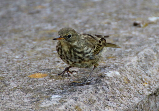 Rock Pipit